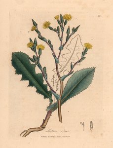 Lechuga silvestre de flores amarillas, Lactuca virosa, de una ilustración botánica de James Sowerby de "Medical Botany" de William Woodville y Sir William Jackson Hooker, 1832 (grabado en placa de cobre coloreada a mano)