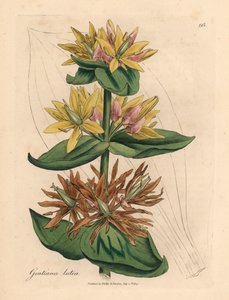 Genciana amarilla, Gentiana lutea, de una ilustración botánica de James Sowerby de William Woodville y "Botánica médica" de Sir William Jackson Hooker 1832 (grabado en placa de cobre coloreada a mano) de James (after) Sowerby