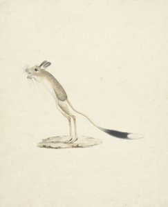 Jerboa No. 4 de James 1730 94 Bruce