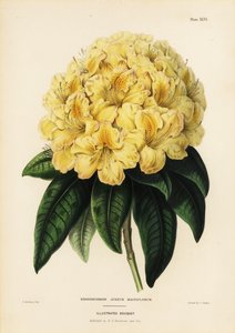 Rhododendron dorado, Rhodendron aureum magniflorum de James Andrews