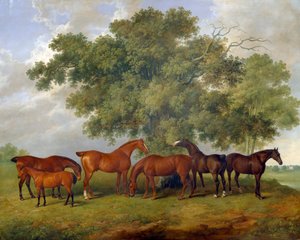 Yeguada Theobald de James Barenger