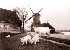 Cabras, Laandam, Países Bajos de James Batkin