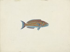 Un pez, El Hudderi Imbo