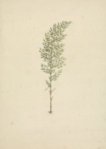 Arundinaria alpina K. Schum. (Bambú africano): dibujo acabado del hábito con raíces