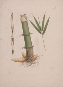 Arundinaria alpina K. Schum. (Bambú africano): dibujo acabado de secciones de tallo y de brote con hojas