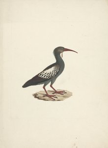 Bostrychia carunculata (Ibis carunculado) de James Bruce