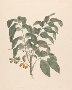 Brucea antidysenterica J. Miller (Árbol de James Bruce): dibujo terminado con el tallo de los frutos añadido de James Bruce