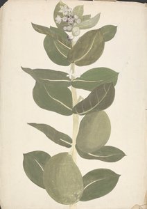 Calotropis procera (Ait.) Ait. f. (Manzano de Sodoma, Árbol auricular): dibujo acabado de planta con flores y frutos