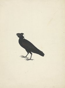 Corvs crassiris (Cuervo de pico grueso) de James Bruce