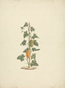 Cucumis metuliferus Naud (Pepino silvestre): dibujo terminado de James Bruce