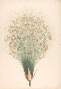 Cyperus papyrus L. (juncia del papiro): dibujo acabado de la inflorescencia de James Bruce