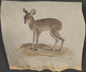 Dik-dik de James Bruce