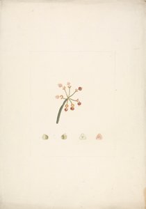 Euphorbia nubica N.E. Br. (tártago de Nubia): dibujo acabado de los brotes floríferos y fructíferos, con detalles de las disecciones florales de James Bruce