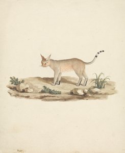 Felis caligata (lince calvo)
