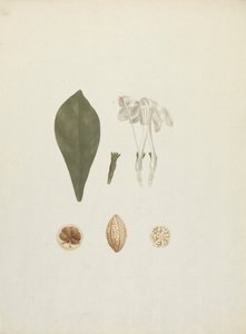 Gardenia ternifolia Schum.& Thonn. (Jovis-Tonantis): dibujo acabado con detalle adicional del fruto de James Bruce