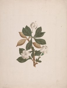 Gardenia ternifolia Schum.& Thonn. (Gardenia silvestre): dibujo acabado