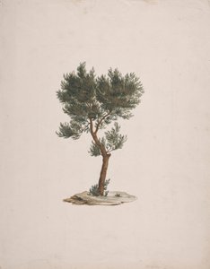 Juniperus procera Endl. (Cedro africano): dibujo acabado del porte de los árboles