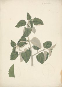 Labiatae (especies indeterminadas): dibujo acabado de un brote frondoso, sin flores