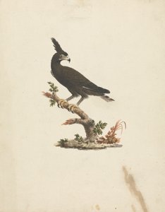Lophaetus occipitalis (Águila cuellilarga) de James Bruce