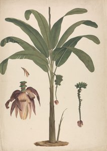 Musa x sapientum L. (Banana): dibujo acabado con detalles de la inflorescencia de James Bruce