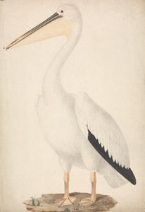 Pelecanus onocrotalus (pelícano blanco)