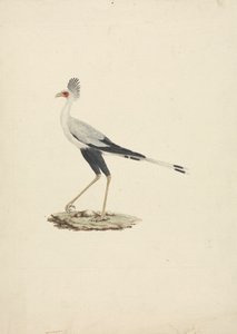 Sagittarius serpentarius (Pájaro secretario) de James Bruce