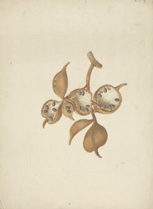 Sterculia africana (Lour.) Fiori: dibujo acabado de tallo con vainas de semillas, algunas abiertas mostrando semillas de James Bruce