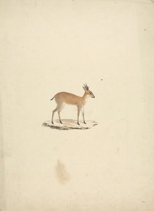 Madogua no identificada (Dik-dik) de James Bruce