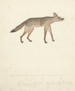 Lobo de James Bruce