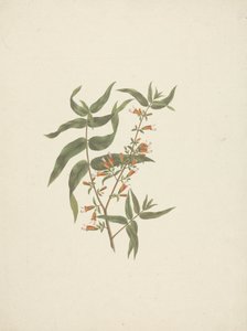 Woodfordia uniflora (A. Rich.) Koehne: dibujo acabado de brote floral de James Bruce
