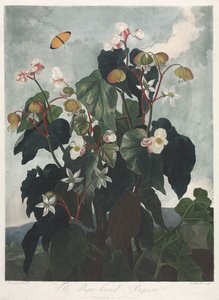El templo de Flora, o jardín de la naturaleza: La begonia de hojas oblicuas