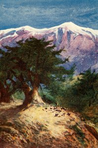 Cedros del Líbano - Mateo xii. 33, c1924. Creadores: James Clark, Henry A Harper