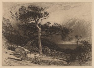 Viejos Cedros, Costa de Maine de James David Smillie