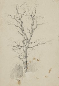 Árbol