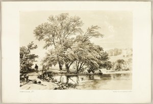 Sauce común, de El parque y el bosque de James Duffield Harding