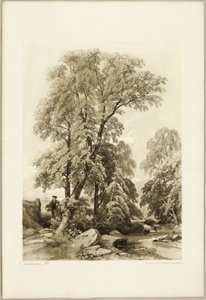 Olmo y abedul, del Parque y el Bosque