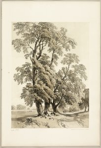 Olmo, de El parque y el bosque de James Duffield Harding
