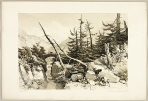 Alerce, de El parque y el bosque de James Duffield Harding