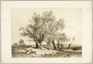 Sauce de Pollard, de El parque y el bosque de James Duffield Harding