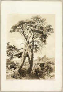 Pino escocés, del Parque y el Bosque de James Duffield Harding
