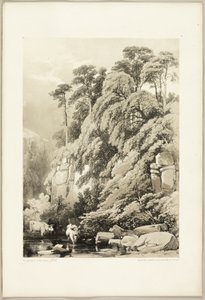 Olmo y abetos, de El Parque y el Bosque