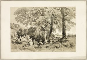 Wych Elm, de The Park and the Forest de James Duffield Harding
