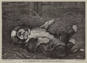 Un cachorro de San Bernardo: el sueño de la inocencia (grabado) de James E. Bourhill