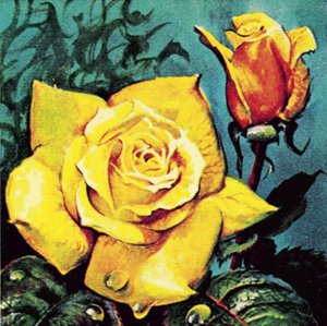 Rosa con rocío de James Edwin McConnell