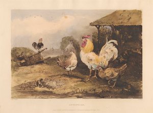 Caballería rural; Serie en seis láminas de Gallos de pelea: 1. Atención de James Fahey