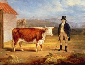 El Sr. James Hodges y su novilla Hereford de dos años, c.1843 de James Flewitt Mullock