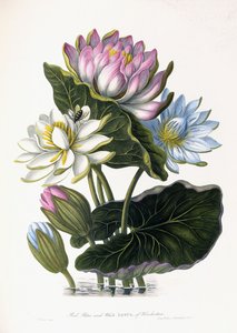 Loto Rojo, Azul y Blanco, de Hindostán, 1781 de James Forbes