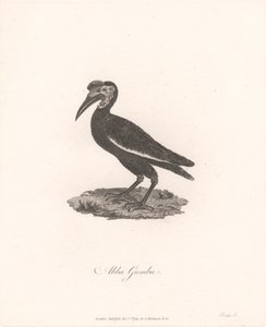 Abba Gumba de James Heath