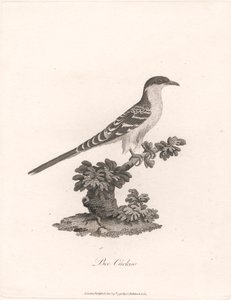 Cuco abeja