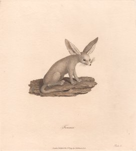 Fennec de James Heath